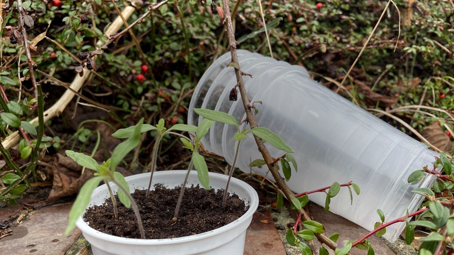 5 DIY- und Upcycling-Ideen für die Anzucht von Pflanzen